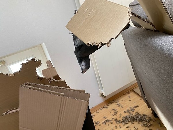 12. Мой африканский серый жует все подряд!