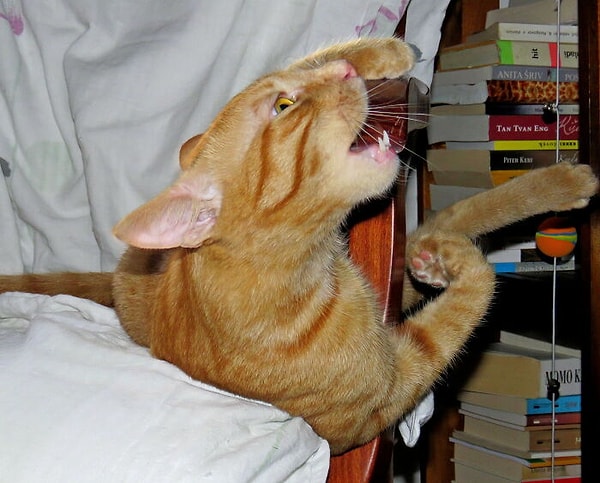 17. Кусок стула на закуску, ням-ням-ням!