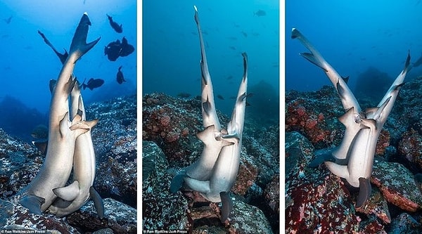 Влюбленные были изображены переплетенными вверх ногами мордами на морском дне.На следующих снимках видно, что акула-самец кусает грудной плавник самки и вставляет свои птеригоподии в ее клоаку.