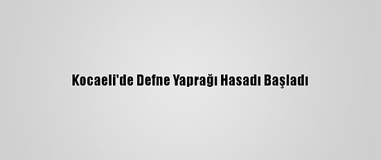 Kocaeli'de Defne Yaprağı Hasadı Başladı