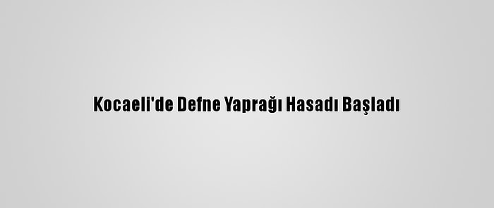 Kocaeli'de Defne Yaprağı Hasadı Başladı