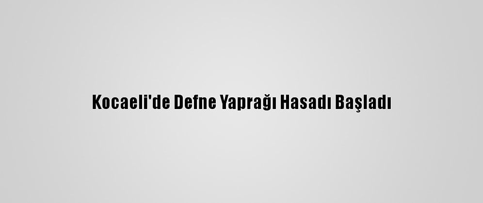 Kocaeli'de Defne Yaprağı Hasadı Başladı