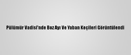 Pülümür Vadisi'nde Boz Ayı Ve Yaban Keçileri Görüntülendi