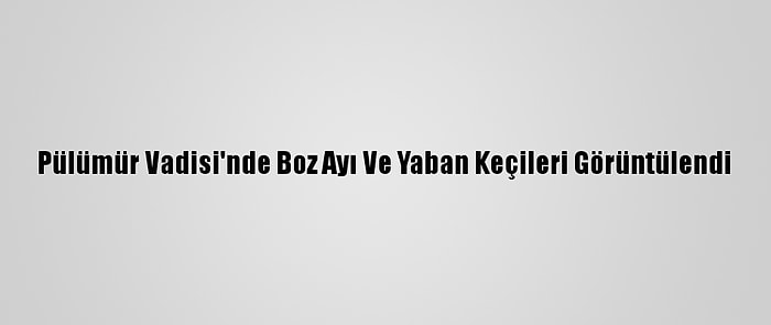 Pülümür Vadisi'nde Boz Ayı Ve Yaban Keçileri Görüntülendi