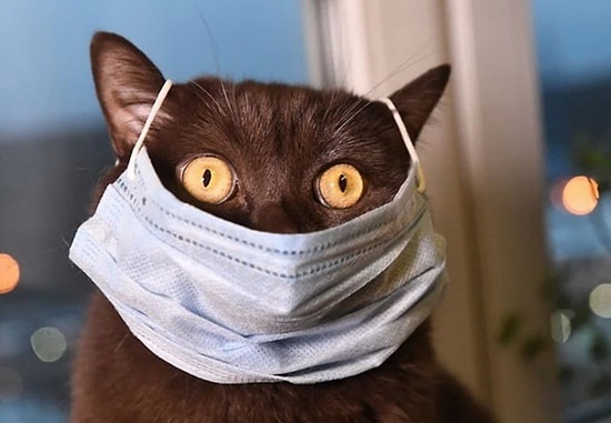 В Южной Корее кошек и собак с симптомами начнут помещать в карантин