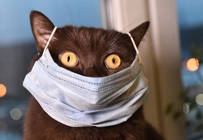 В Южной Корее кошек и собак с симптомами начнут помещать в карантин