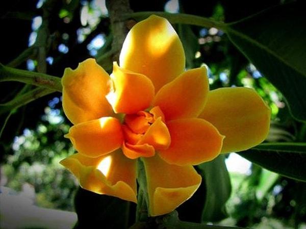 11. Champaca, manolya cinsinden çok güçlü kokuya sahip bir bitki.