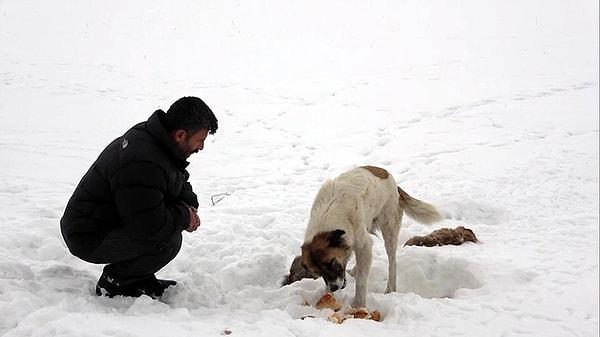 Yavrusunun başından bir an ayrılmayan köpek için mahalleliden bazıları yiyecek bıraktı.