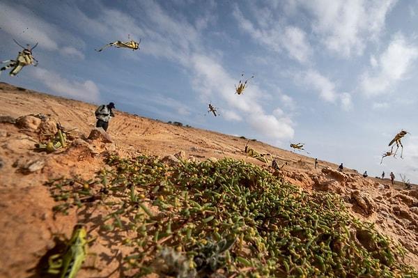 Kenya'da da birçok bölgenin, Etiyopya ve Sudan'dan gelen çöl çekirge sürülerinin istilasına uğradığı bildirilmişti.