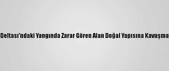 Kızılırmak Deltası'ndaki Yangında Zarar Gören Alan Doğal Yapısına Kavuşmaya Başladı