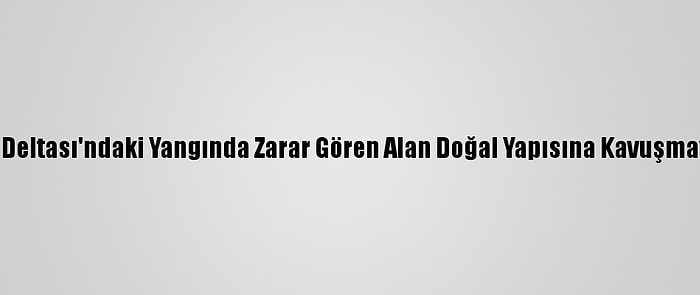 Kızılırmak Deltası'ndaki Yangında Zarar Gören Alan Doğal Yapısına Kavuşmaya Başladı