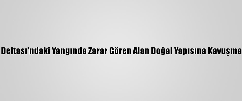 Kızılırmak Deltası'ndaki Yangında Zarar Gören Alan Doğal Yapısına Kavuşmaya Başladı