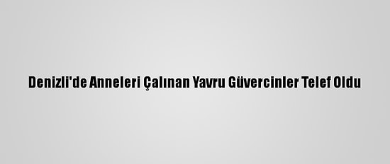Denizli'de Anneleri Çalınan Yavru Güvercinler Telef Oldu