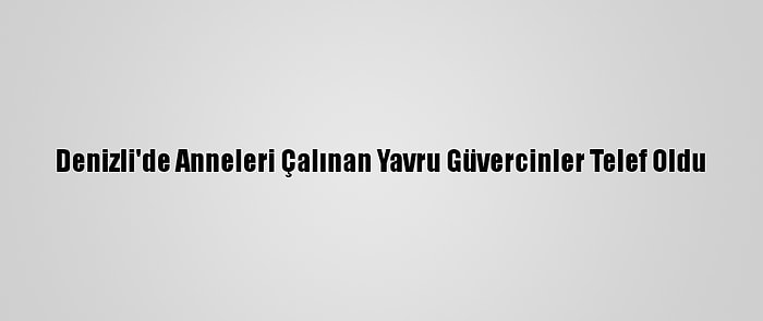 Denizli'de Anneleri Çalınan Yavru Güvercinler Telef Oldu