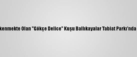 Nesli Tükenmekte Olan "Gökçe Delice" Kuşu Ballıkayalar Tabiat Parkı'nda Görüldü