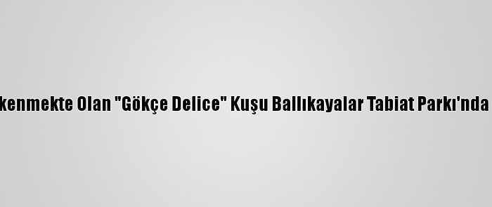 Nesli Tükenmekte Olan "Gökçe Delice" Kuşu Ballıkayalar Tabiat Parkı'nda Görüldü