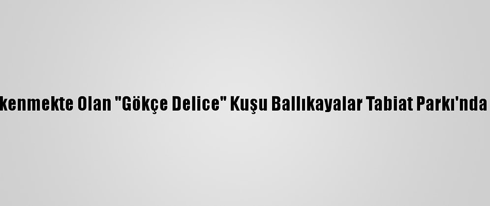 Nesli Tükenmekte Olan "Gökçe Delice" Kuşu Ballıkayalar Tabiat Parkı'nda Görüldü