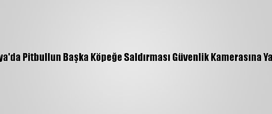 Antalya'da Pitbullun Başka Köpeğe Saldırması Güvenlik Kamerasına Yansıdı