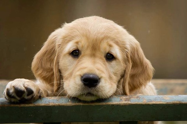 Golden Retriever!