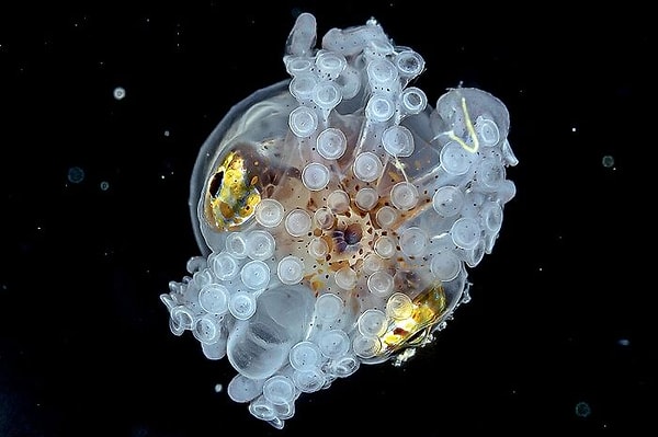 В портфолио Ву Юнг-сена есть и другие крутые создания.