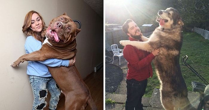 10 самых огромных собак, которые не осознают того, насколько они большие (Часть 2)