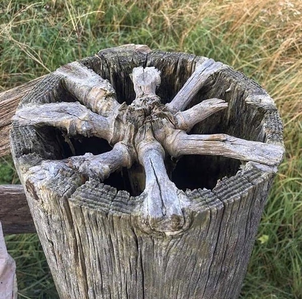 8. Вот так растут ветки внутри дерева