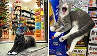 20 кошек в магазинах, которые ведут себя как хозяева этих заведений (Новые фото)