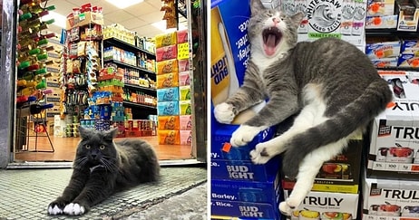 20 кошек в магазинах, которые ведут себя как хозяева этих заведений (Новые фото)