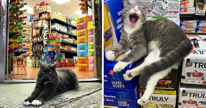 20 кошек в магазинах, которые ведут себя как хозяева этих заведений (Новые фото)