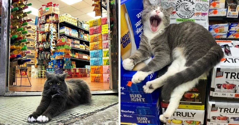 20 кошек в магазинах, которые ведут себя как хозяева этих заведений (Новые фото)