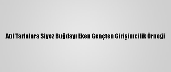 Atıl Tarlalara Siyez Buğdayı Eken Gençten Girişimcilik Örneği