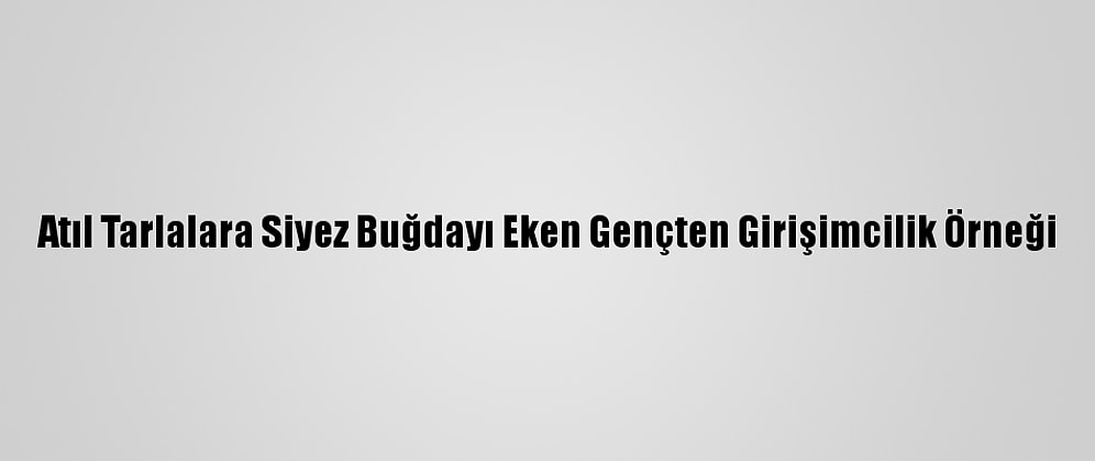 Atıl Tarlalara Siyez Buğdayı Eken Gençten Girişimcilik Örneği