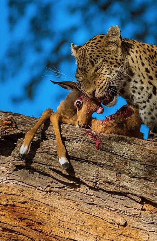 6. "Yavru bir antilopu avlayıp afiyetle yiyen bir leopar"