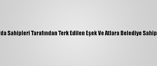 Ordu'da Sahipleri Tarafından Terk Edilen Eşek Ve Atlara Belediye Sahip Çıktı