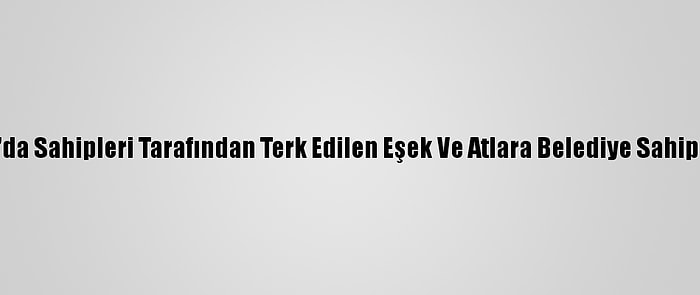 Ordu'da Sahipleri Tarafından Terk Edilen Eşek Ve Atlara Belediye Sahip Çıktı
