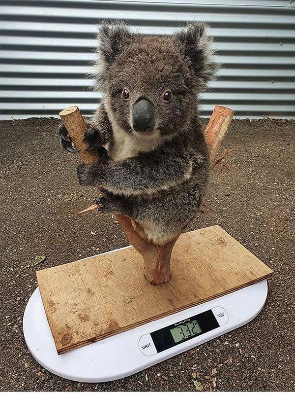 1. Koalaların ağırlıkları böyle ölçülüyor.