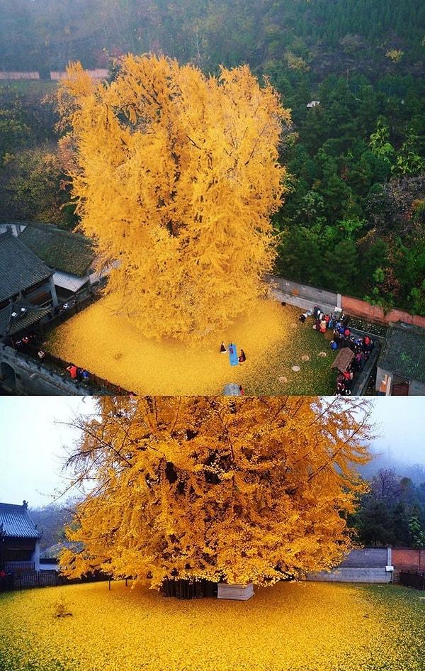 39. 1400 yıllık bir Gingko ağacı.