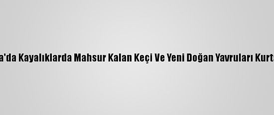 Muğla'da Kayalıklarda Mahsur Kalan Keçi Ve Yeni Doğan Yavruları Kurtarıldı