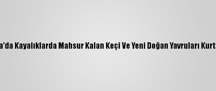 Muğla'da Kayalıklarda Mahsur Kalan Keçi Ve Yeni Doğan Yavruları Kurtarıldı