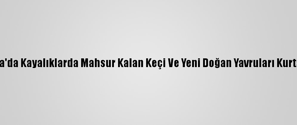 Muğla'da Kayalıklarda Mahsur Kalan Keçi Ve Yeni Doğan Yavruları Kurtarıldı