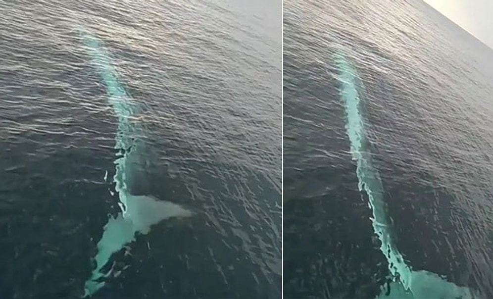 Adana'da Balıkçıların Kamerasına 15 Metrelik Oluklu Balina Takıldı