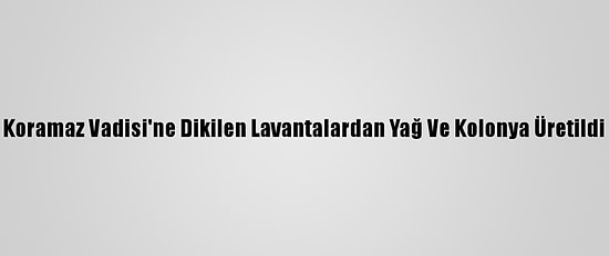 Koramaz Vadisi'ne Dikilen Lavantalardan Yağ Ve Kolonya Üretildi