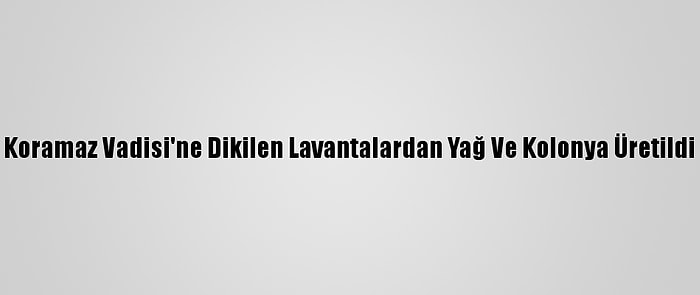 Koramaz Vadisi'ne Dikilen Lavantalardan Yağ Ve Kolonya Üretildi