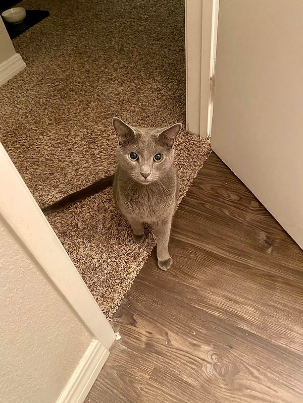 2. Ему не разрешают находиться в ванной. Это его акт протеста