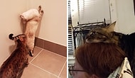 Что не так с моей кошкой: Владельцы делятся фотографиями своих странных питомцев
