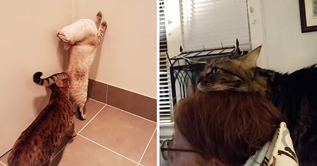 Что не так с моей кошкой: Владельцы делятся фотографиями своих странных питомцев