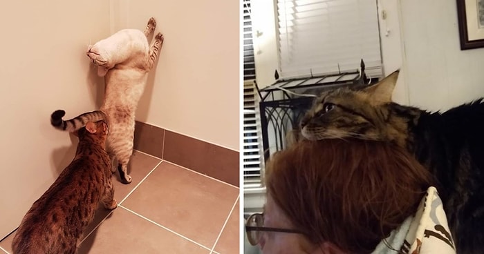 Что не так с моей кошкой: Владельцы делятся фотографиями своих странных питомцев