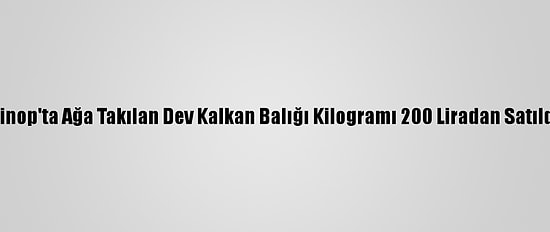 Sinop'ta Ağa Takılan Dev Kalkan Balığı Kilogramı 200 Liradan Satıldı