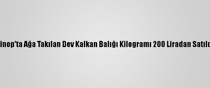 Sinop'ta Ağa Takılan Dev Kalkan Balığı Kilogramı 200 Liradan Satıldı