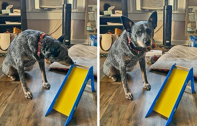 8. "Annem köpeğimiz için merdiven almak istemiş..."
